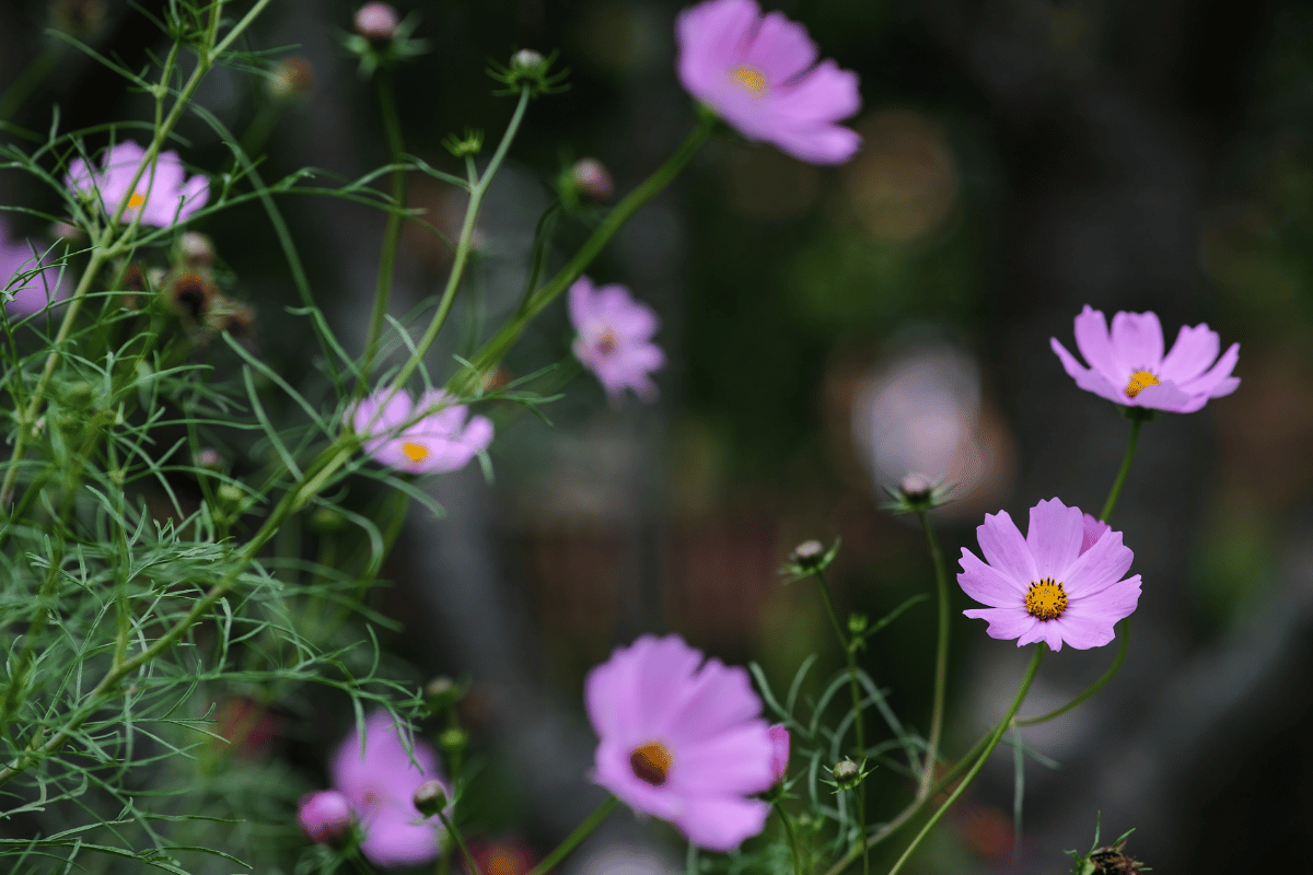 Garden cosmos (Cosmos bipinnatus).png